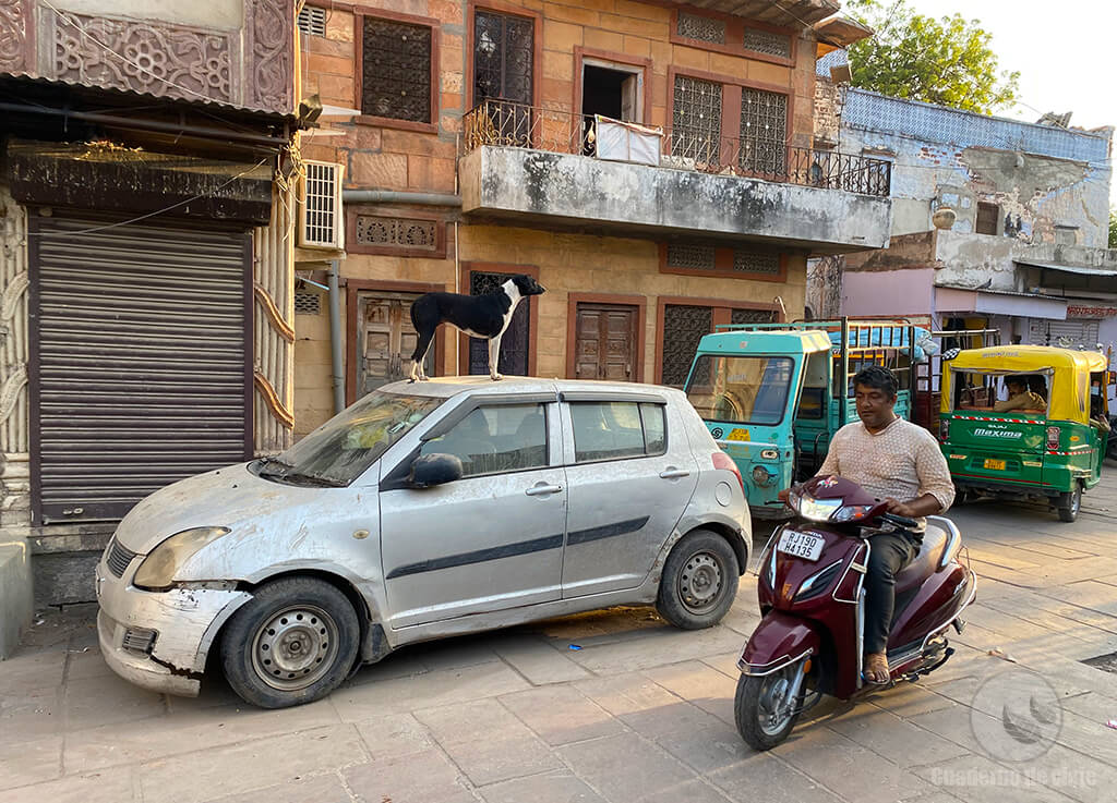 Un perro subido a un coche en Jodhpur Un perro subido a un coche en Jodhpur