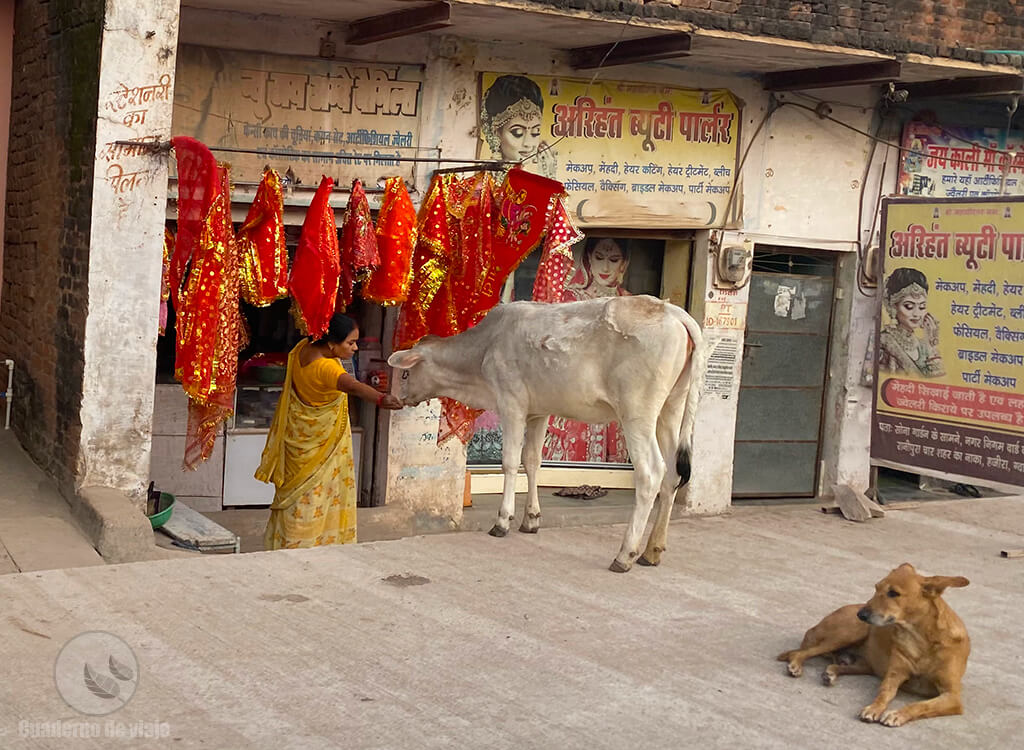 Mujer dando algo de comer a una vaca en las afueras de Gwalior Mujer dando algo de comer a una vaca en las afueras de Gwalior