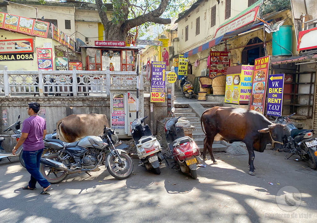 Vacas, motos y peatones en una calle del centro de Udaipur Vacas, motos y peatones en una calle del centro de Udaipur