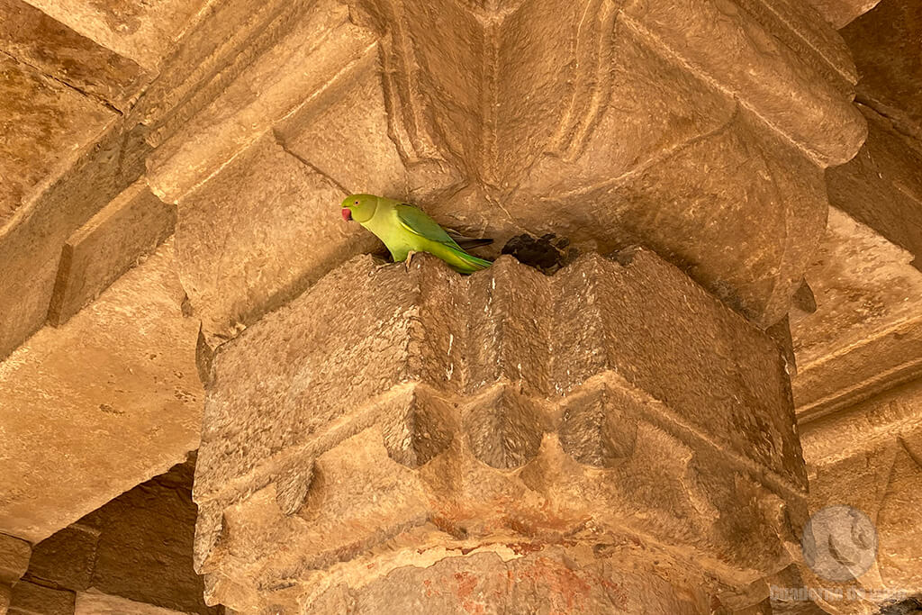 Una de las muchas cotorras de Kramer del fuerte de Gwalior Una de las muchas cotorras de Kramer del fuerte de Gwalior
