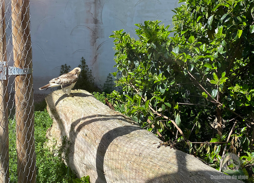 Águila calzada en el aviario de aves irrecuperables Águila calzada en el aviario de aves irrecuperables