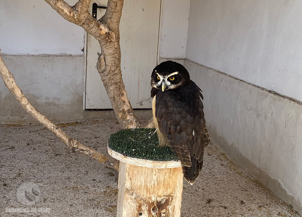 El lechuzón o buho de anteojos, una especie americana El lechuzón o buho de anteojos, una especie americana