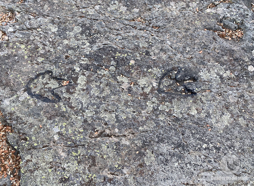 Huellas profundas de ornitópodo en el yacimiento de La Senoba Huellas profundas de ornitópodo en el yacimiento de La Senoba