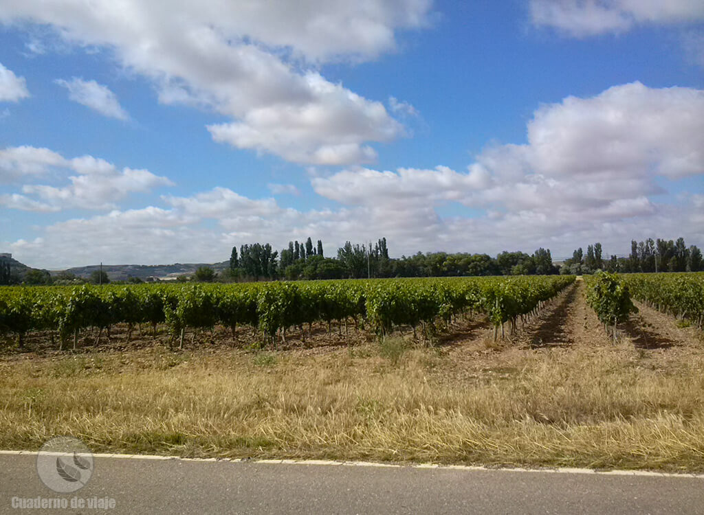 Viñedos en espaldera en los alrededores de Peñafiel Viñedos en espaldera en los alrededores de Peñafiel