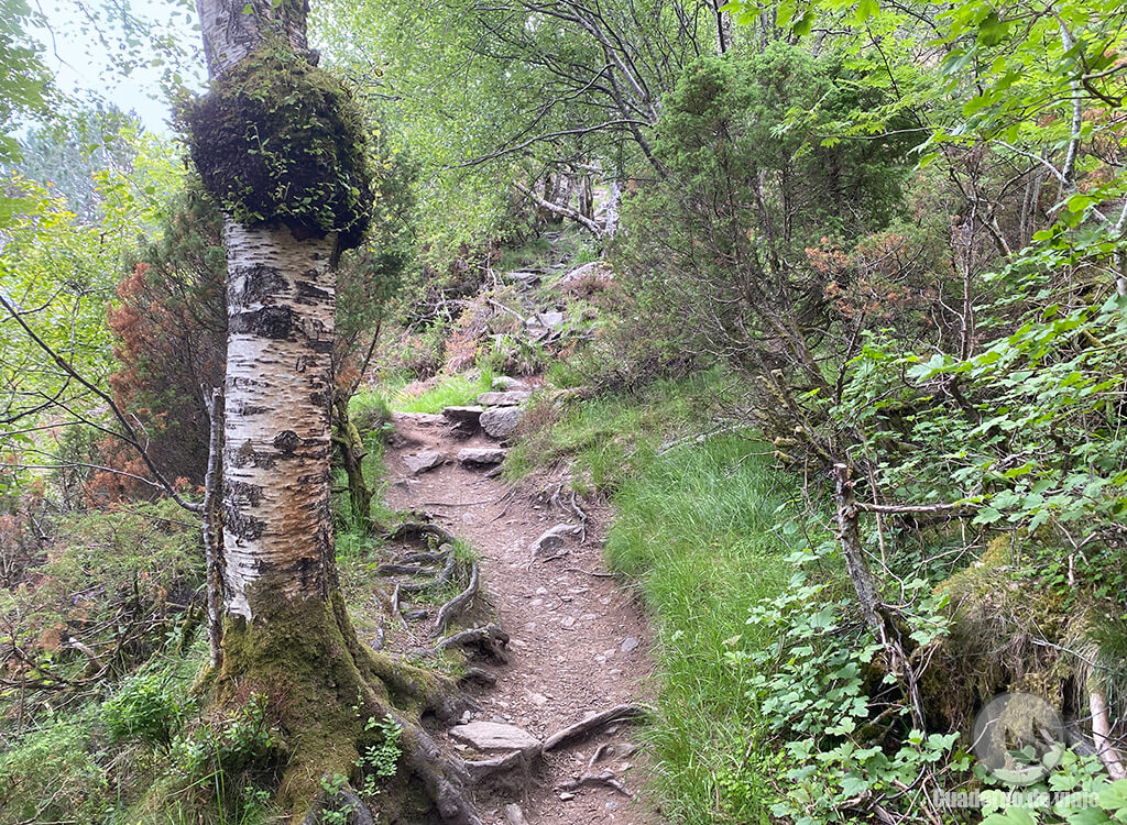 Subida al Monte Sukkertoppen Subida al Monte Sukkertoppen